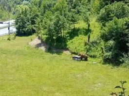 VOGOŠĆA: Upozorenje na prisustvo MEDJVEDA!